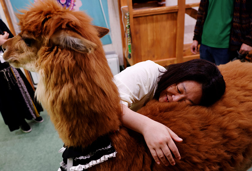 Nana Ide hugs an alpaca named Satsuki while she visits Alpaca Fureai Land in Tokyo, Japan. - REUTERS