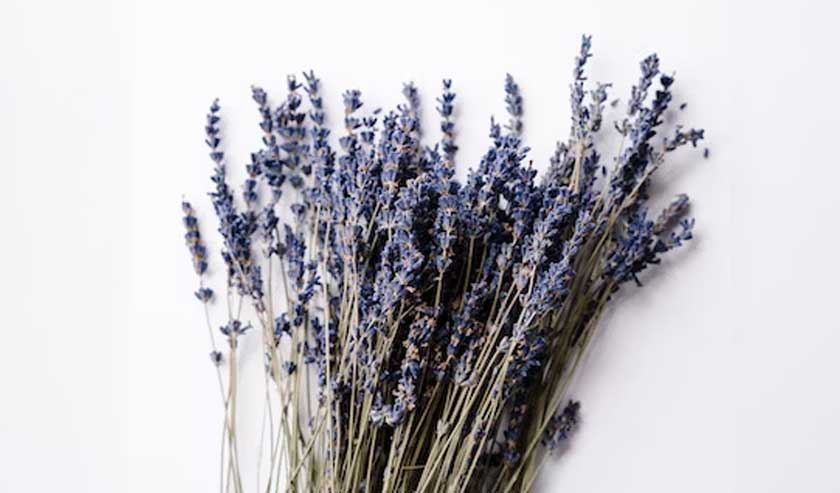 Lipas amat benci dengan aroma lavender. 