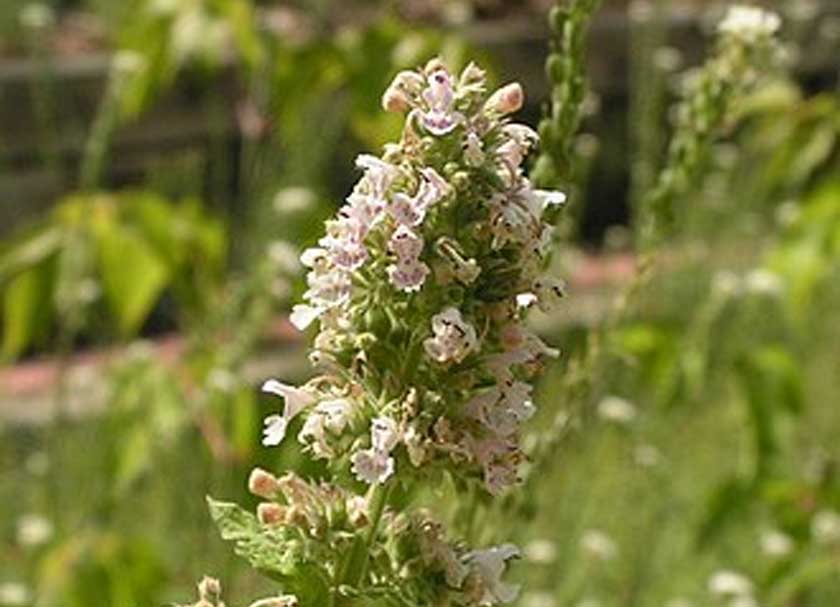 pokok ini menghasilkan minyak yang dipanggil Nepetalactone yang dikatakan lebih efektif daripada racun serangga