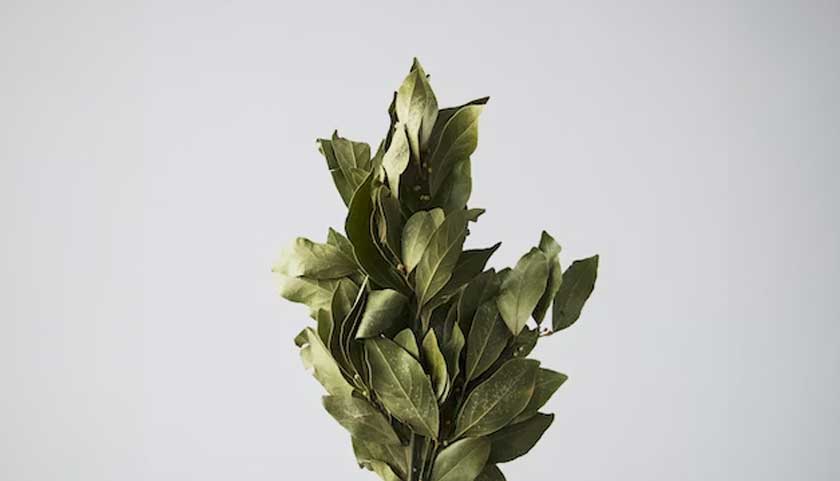 Hancurkan daun salam dan simpan dalam mangkuk.