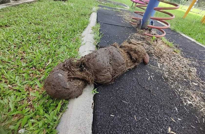  Tahi gajah mengotori kawasan luar kelas.