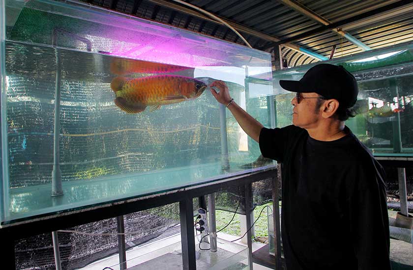 Jamal berkata berkata minat terhadap ikan hiasan membuatkan dia mahu mengekalkan perniagaan tersebut. - Foto Bernama