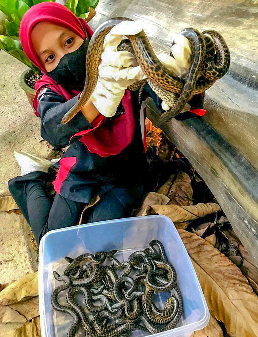 Kejayaan itu ditempa pusat konservasi berkenaan pada 5 Jun lepas apabila 14 ekor anak ular spesies berkenaan berjaya ditetaskan. - Foto Bernama