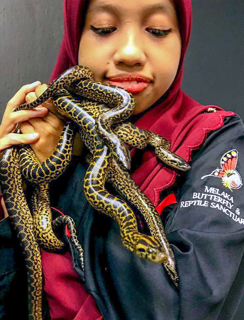 Taman Rama-Rama dan Reptilia Melaka berjaya membiakkan ular anakonda kuning atau nama saintifiknya Eunectus Notaeus selepas mencuba lebih 13 tahun untuk mengembangkan spesies itu. - Foto Bernama