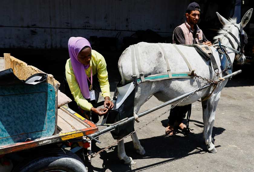 A Palestinian woman puts a diaper on a horse, in an effort to keep the streets clean, in Deir Al-Balah, central Gaza Strip June. - REUTERS