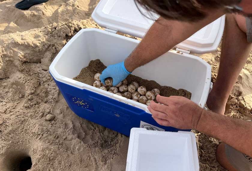 A member of the University of Valencia places inside a portable fridge one of the eggs laid by a loggerhead turtle the previous morning, on the shore at the Nord beach, in front of the Mediterranean Sea in Gandi. - Oceanographic Foundation of Valencia/via REUTERS