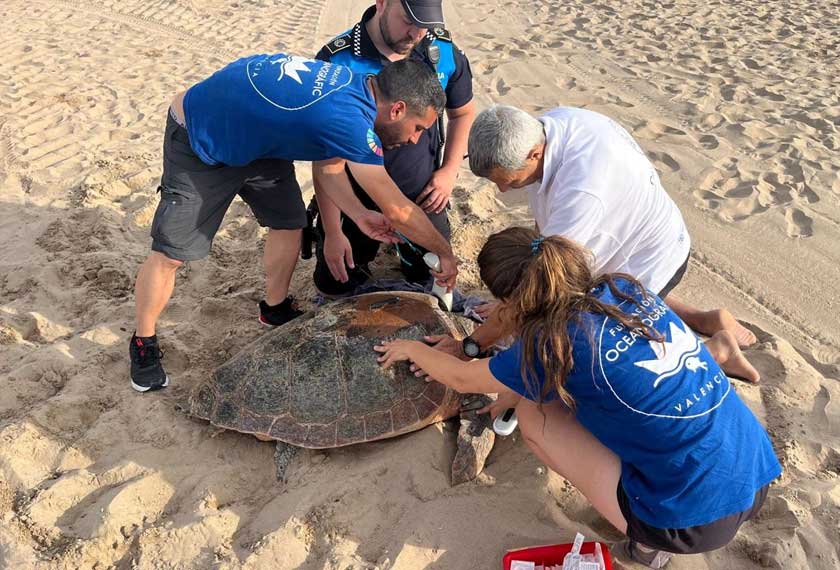 Members of the Oceanographic Foundation of Valencia, member of the Polytechnic University of Valencia and local police officers check a loggerhead turtle after they placed a GPS tracker on it, before it’s released into the sea, near the Mediterranean Sea in Gandia. - Oceanographic Foundation of Valencia/Handout via REUTERS