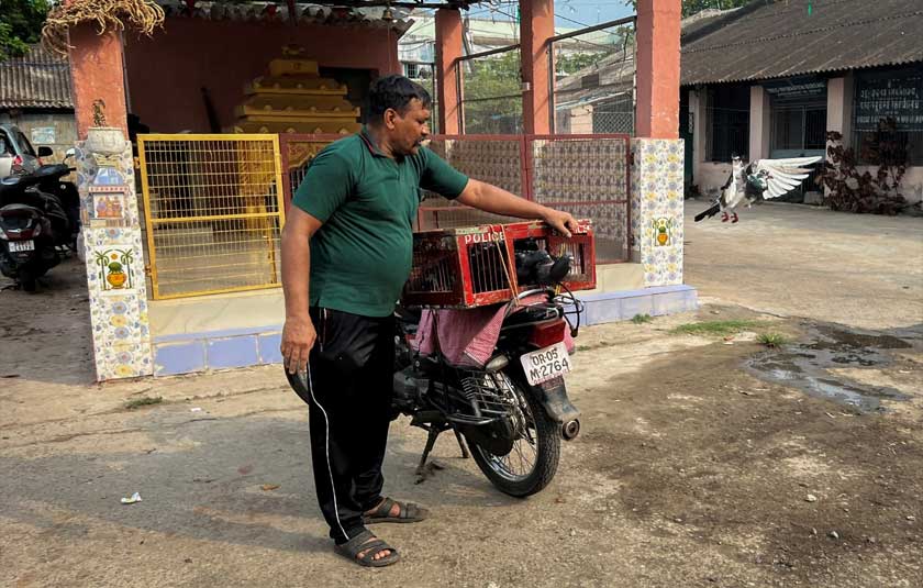 Policeman and trainer Parshuram Nanda releases a Belgian Homer pigeon from a cage as part of their training to carry a message, in Cuttack, in the eastern state of Odisha, India. - REUTERS
