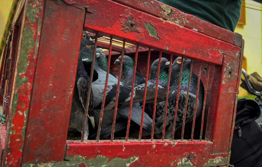 A cage full of Belgian Homer pigeons is pictured on a motorbike during their training to carry a message, in Cuttack, in the eastern state of Odisha, India. - REUTERS