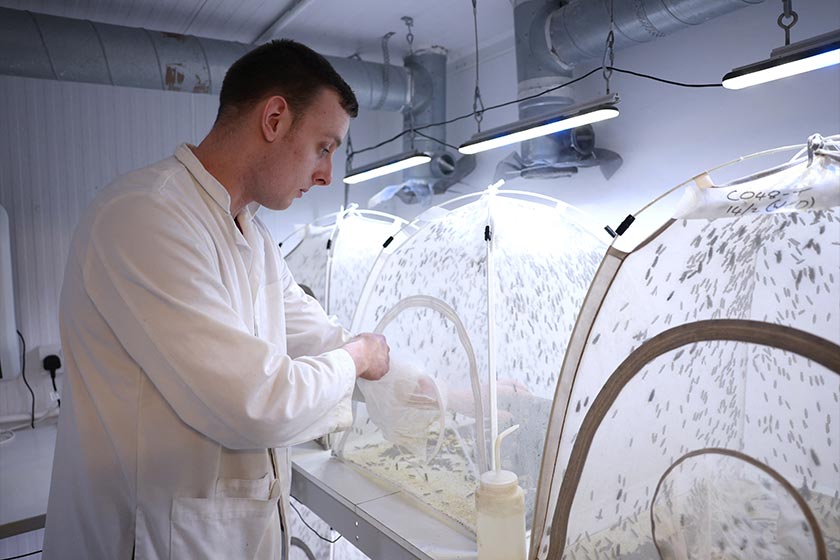 Entomology technician Thomas Dixon collects eggs from a fly cage at Entocylcle insect farm in London, Britain. - REUTERS