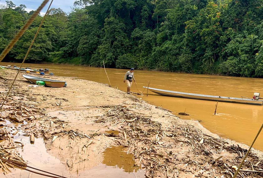  Pemandu bot enjin galah Muhamad Fakhry Sharif, 27, berjalan di atas beting pasir di Sungai Nenggiri, di Gua Musang. - Foto BERNAMA