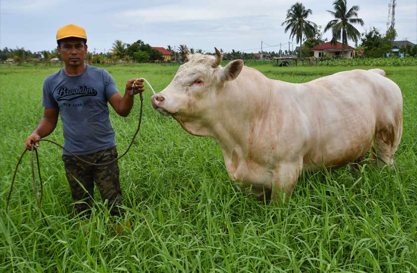 Mohd Zulkifli bersama lembu ternakannya ketika ditemui Bernama di Kampung Panjang di sini.  - Foto Bernama