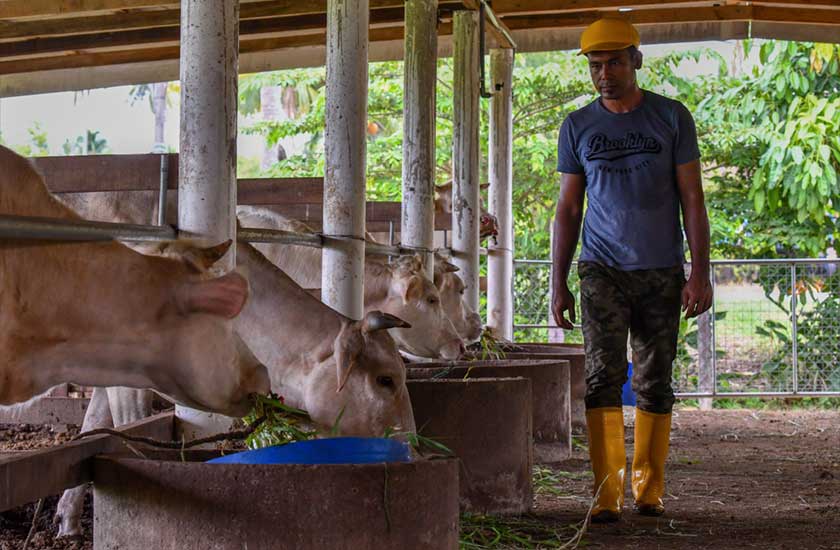 Mohd Zulkifli melakukan rutin harian dengan memeriksa sebahagian lembu yang diternak berada dalam keadaan sihat ketika ditemui di Kampung Panjang di sini. - Foto Bernama