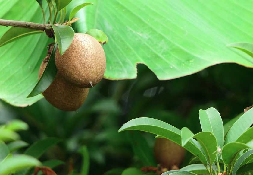 The natural fructose and sucrose content in sapota can give your body a lot of energy. - Unsplash