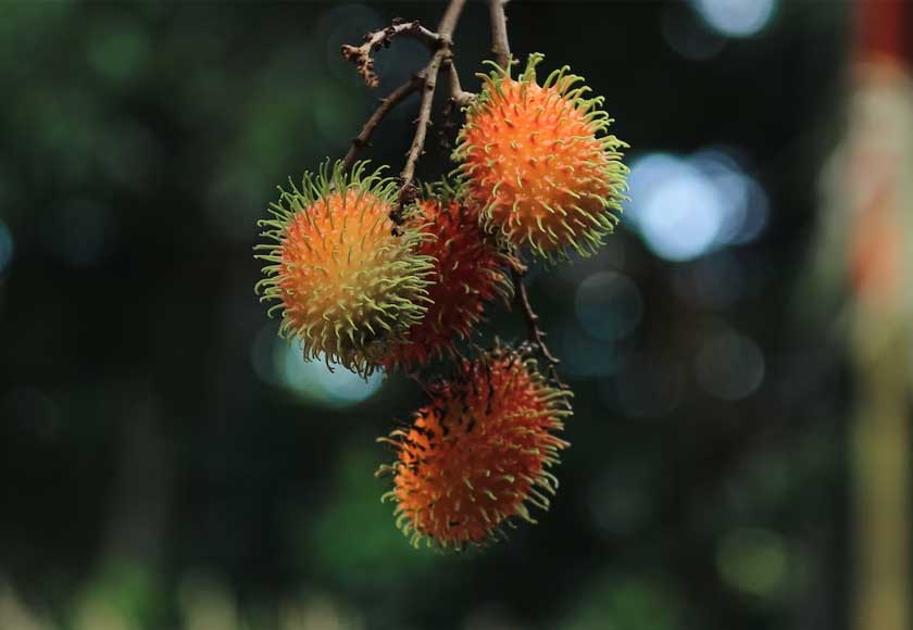 Choosing unprocessed rambutan (fresh over canned) provides the greatest concentration of antioxidants. - Unsplash