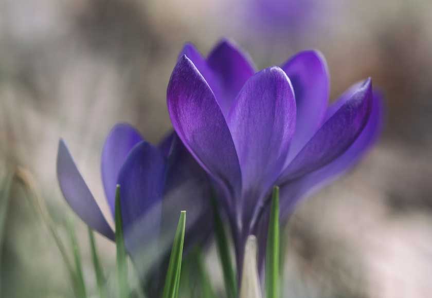 Saffron is harvested by hand from the Crocus sativus flower, commonly known as the saffron crocus. - Unsplash