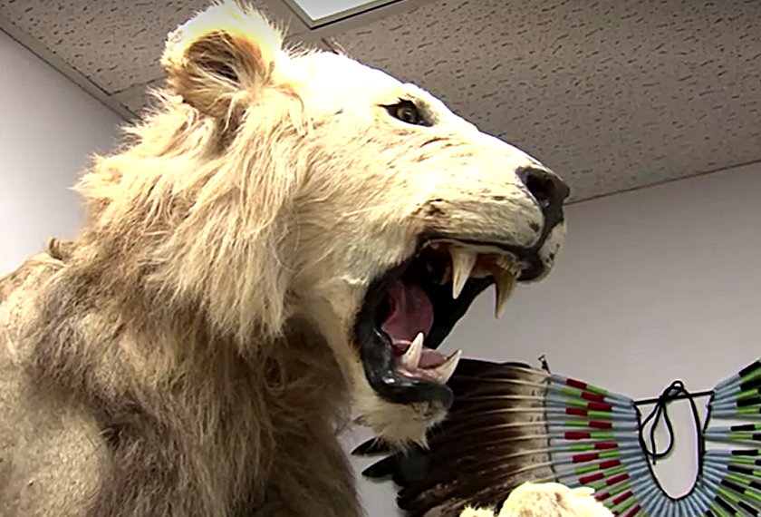 Back at the FWS Office of Law Enforcement, a room holds taxidermied trafficked animals and birds, horns and ivory. - Screenshot/via REUTERS