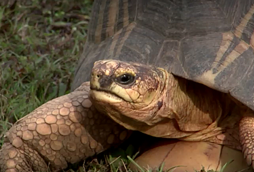 A radiated tortoise at the Los Angeles Zoo for care and a home. - Screenshot/via REUTERS