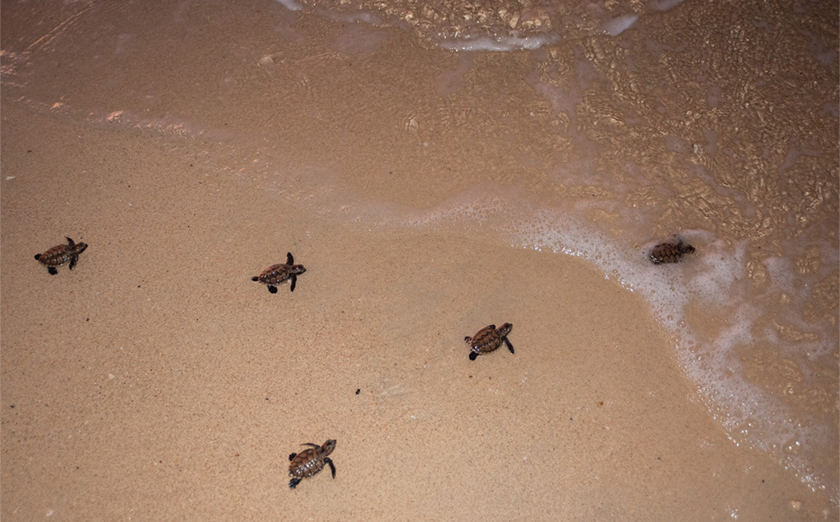 Pelepasan anak penyu karah itu merupakan contoh potensi yang dapat dicapai menerusi tindakan bersama dalam menjaga spesies terancam dan lautan.- Foto Bernama