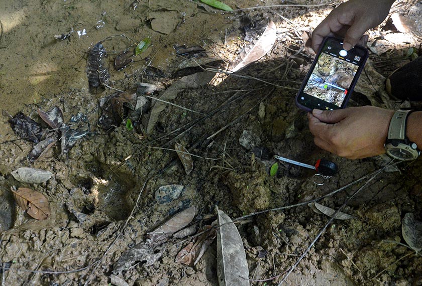  Anggota Jabatan Perlindungan Hidupan Liar dan Taman Negara (Perhilitan) Kelantan mengambil gambar dan ukuran kesan tapak kaki harimau yang ditemui di Kampung Seberang Lembaga Rancangan Pemulihan Tanah (RPT) Kesedar Sungai Terah di sini. - Foto Bernama