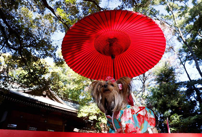 A pet dog has its picture taken by its owner during a Shichi-Go-San blessing, traditionally performed for young children to ask for health and happiness, at Zama Shrine in Zama, Kanagawa Prefecture, near Tokyo, Japan. - REUTERS
