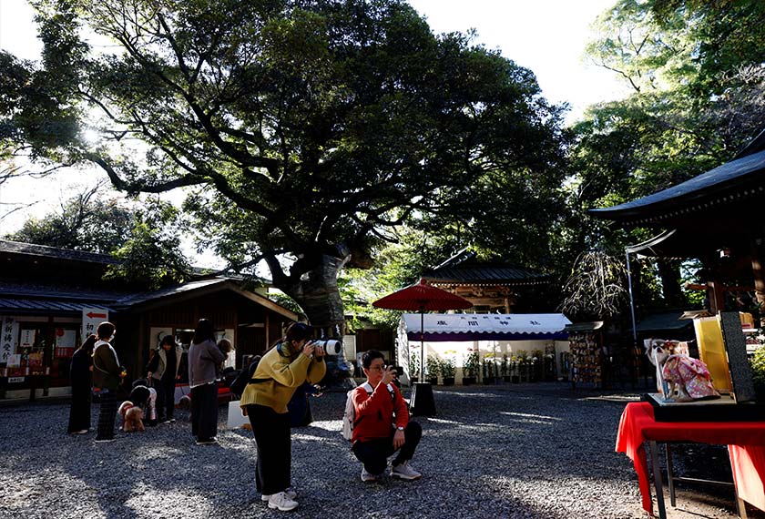 Pet owners take photos of their pet dogs during a Shichi-Go-San blessing, traditionally performed for young children to ask for health and happiness, at Zama Shrine in Zama, Kanagawa Prefecture, near Tokyo, Japan. - REUTERS