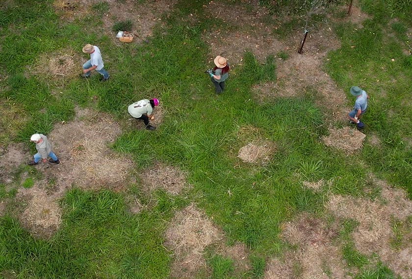 Bangalow Koalas volunteers plant trees, in Ewingsdale, Australia. - REUTERS