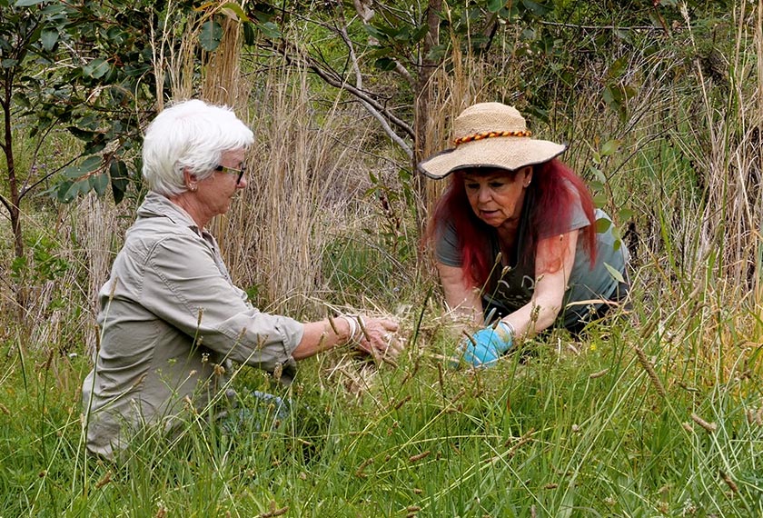 President of Bangalow Koalas, Linda Sparrow plants a tree with volunteer Lindy Stacker, in Ewingsdale, Australia. - REUTERS