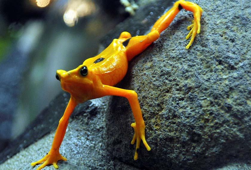 A gold frog is seen at the El Nispero Zoo in El Valle town, Panama.- REUTERS/Alberto Lowe/Filepic