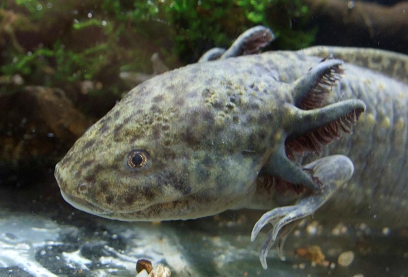 A rare axolotl, a type of salamander that uniquely spends its whole life in its larval form, crawls inside an aquarium at Aquaria KLCC in Kuala Lumpur. - REUTERS/David Loh/Filepic