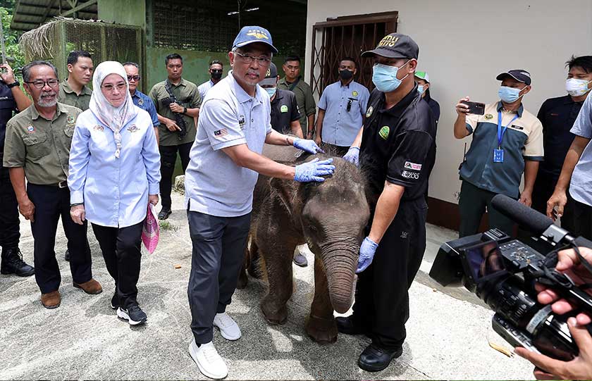  Yang di-Pertuan Agong Al-Sultan Abdullah Ri'ayatuddin Al-Mustafa Billah Shah dan Raja Permaisuri Agong Tunku Azizah Aminah Maimunah Iskandariah berkenan bergambar bersama anak gajah Borneo yang dikenali Taburi di Pusat Pemuliharaan Orang Utan, Sepilok sempena Kembara Kenali Borneo hari ini. - Foto Bernama