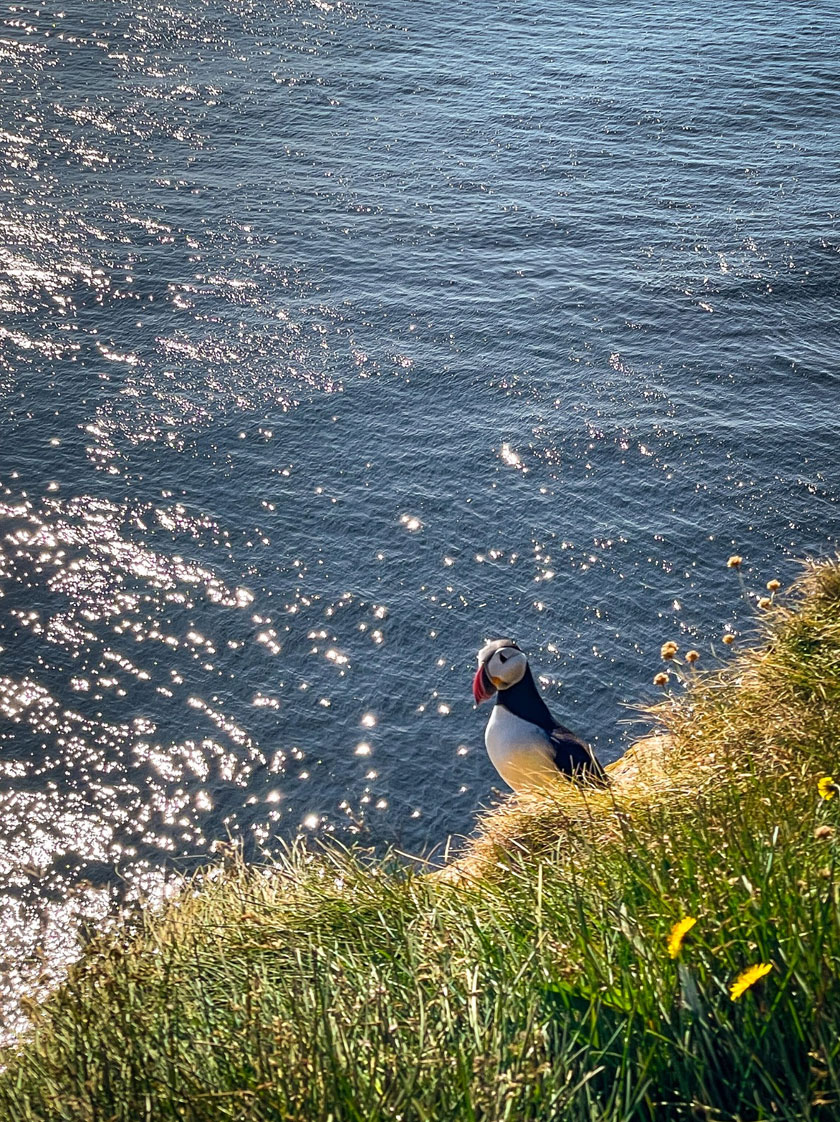 Puffin yang sedang bersarang di tebing Grimsey.