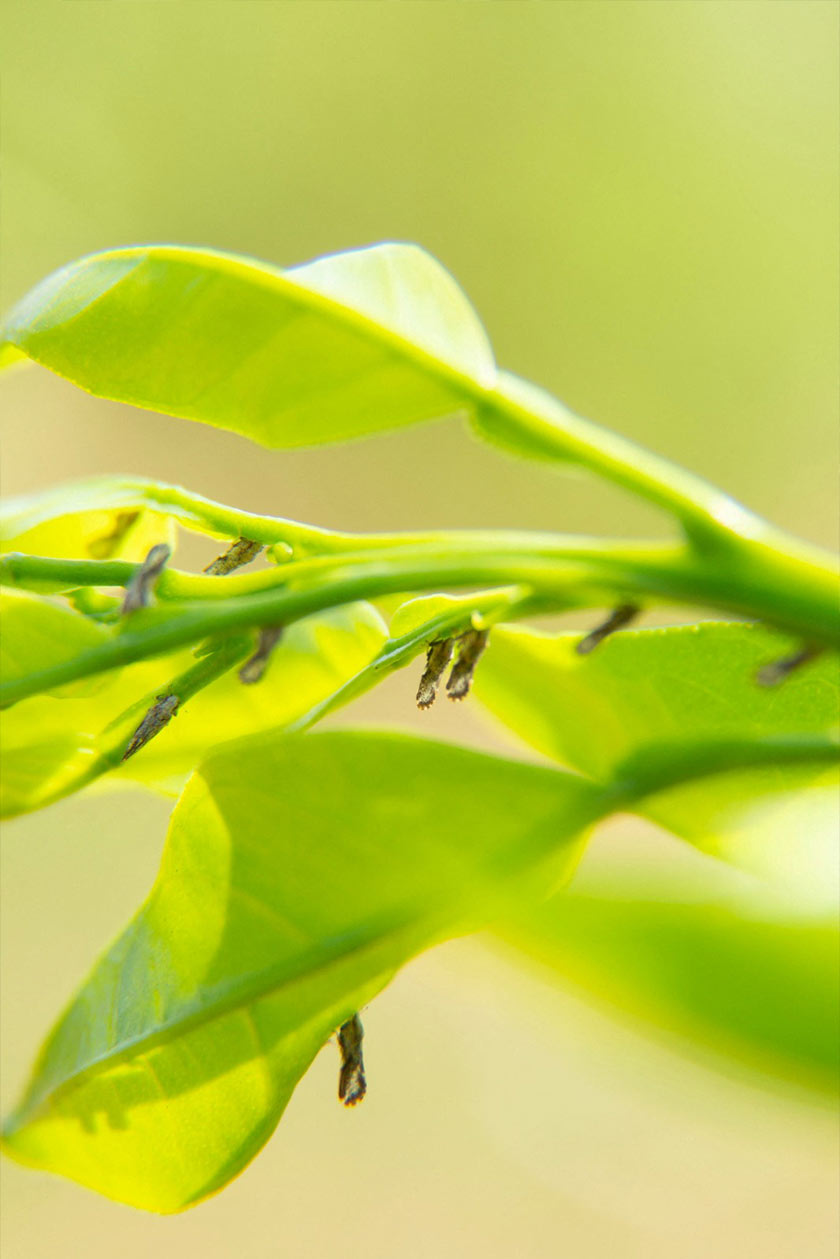 Psyllid insects, the greening or huanglongbing vectors, are seen at an unknown location in Brazil. - Fundecitrus/via REUTERS