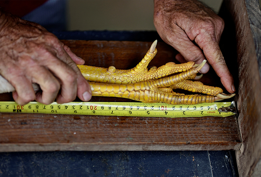Agronomist Rubens Braz measures the legs of his Giant Indian Urubu Canela Amarela named Chapeu de Couro at the Avicultura Gigante, which breeds giant roosters for small-scale meat production and ornamental purposes, in Formosa, Goias State, Brazil. - REUTERS