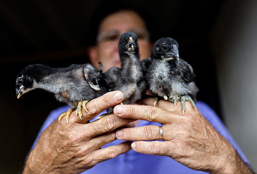 Agronomist Rubens Braz holds chicks of Giant Indian Urubu at the Avicultura Gigante, which breeds giant roosters for small-scale meat production and ornamental purposes, in Formosa, Goias State, Brazil. - REUTERS