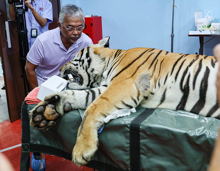 Yang di-Pertuan Agong Al-Sultan Abdullah Ri'ayatuddin Al-Mustafa Billah Shah berkenan melihat keadaan salah seekor harimau yang dirawat ketika baginda berangkat ke Pusat Menyelamat Hidupan Liar Kebangsaan di Sungkai hari ini. - Foto Bernama
