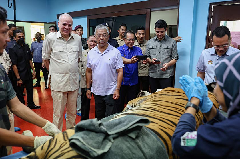 Yang di-Pertuan Agong Al-Sultan Abdullah Ri'ayatuddin Al-Mustafa Billah Shah bersama Sultan Perak Sultan Nazrin Shah melihat perkembangan terkini harimau yang dirawat di Pusat Menyelamat Hidupan Liar Kebangsaan di Sungkai hari ini. - Foto Bernama