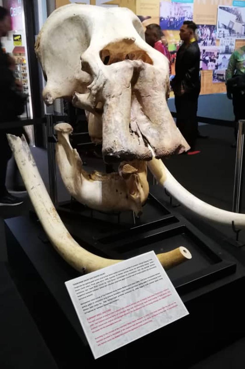 Tengkorak dan dua gading gajah tersebut dipamerkan di Muzium Perak, Taiping. - Foto Jejak Warisan Teluk Intan