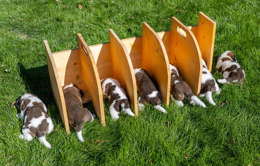 Seven St. Bernard puppies of Roxy van de Burggravehoeve eat wet kibble for the first time at the nursery of the Barry foundation in Martigny, Switzerland. REUTERS