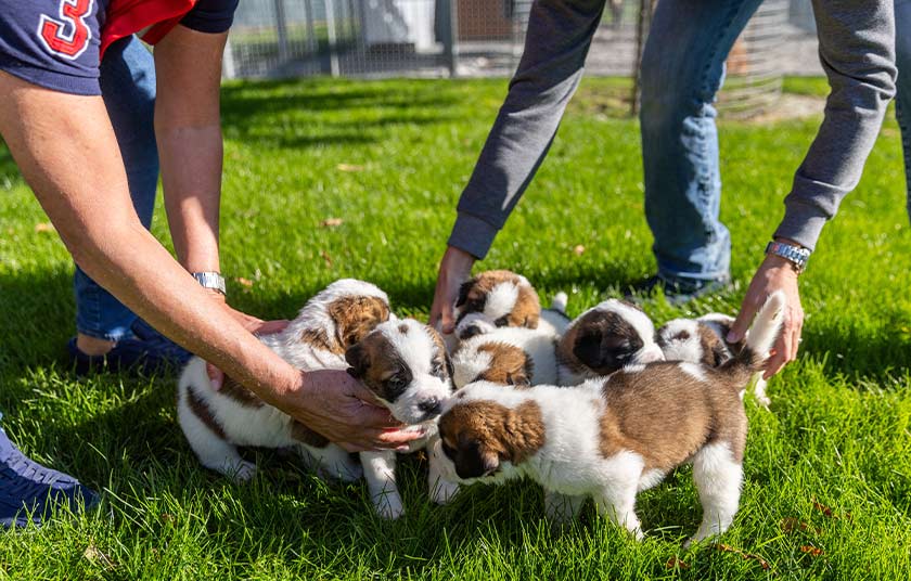 Staff regroups Seven St. Bernard puppies of Roxy van de Burggravehoeve at the nursery of the Barry foundation, following their birth on August 28 in Martigny, Switzerland. - REUTERS