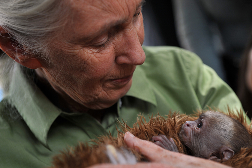 Jane Goodall, the British primatologist, is widely considered the world’s foremost expert on chimpanzees. -  Hector Retamal/Getty Images/Filepic