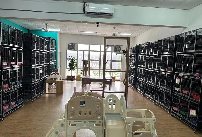 Persekitaran hotel kucing yang kemas dan terjaga penting untuk keselesaan anak bulus