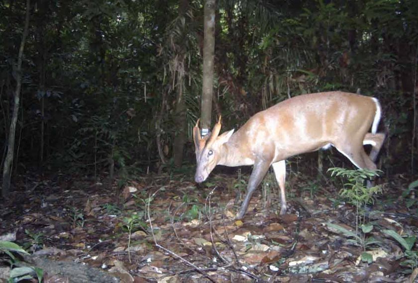 Kijang menjadi buruan pemburu untuk dijadikan hidangan di musim perayaan. - Foto Sinar Harian