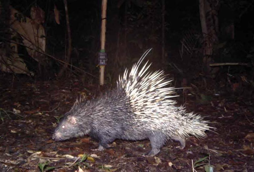 Landak antara spesies diburu untuk dijadikan hidangan pada musim raya. - Foto Sinar Harian