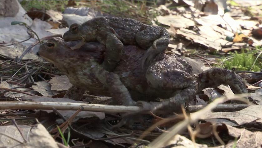To complete their small but mighty migration, however, the toads must overcome grave danger: the traffic on a single-lane road. - Screenshot/REUTERS