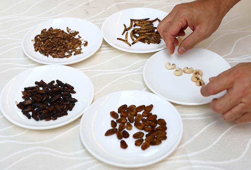 Restaurant owner Francis Ng displays different types of worm and cricket ingredients that he will use for insect-based dishes at the House of Seafood restaurant in Singapore. - REUTERS