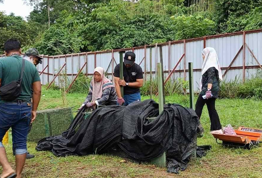Seekor harimau kumbang yang sebelum ini dipercayai membaham dua ekor anjing di sebuah kebun di Kampung Chengkau Ulu di sini masuk perangkap yang dipasang Perhilitan. - Foto Sinar Harian
