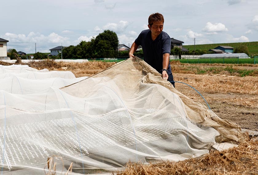 Yukihiro Kurosawa, a 39-year-old farmer, covers his cabbage seeds during a hot summer day in Meiwa, Gunma prefecture, Japan. - REUTERS