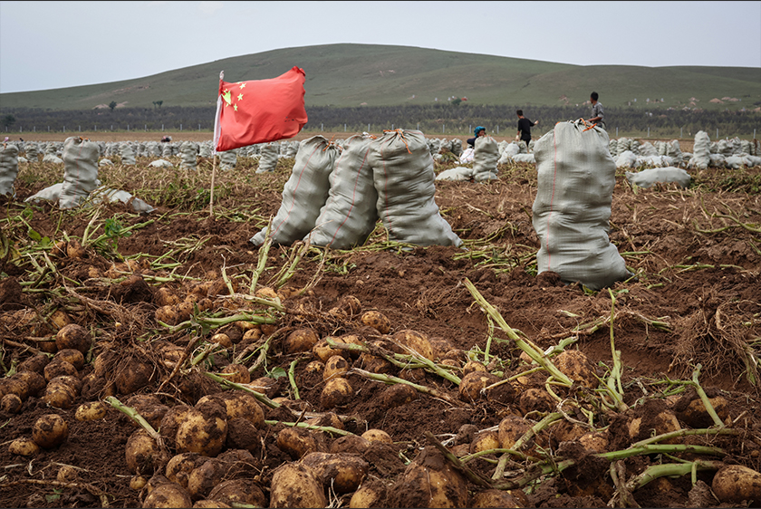 A Chinese flag flutters next to sacks of newly harvested potatoes, at a farm under Hebei Jiuen Agricultural Development Company, in Xilingol League, Inner Mongolia, China. - REUTERS