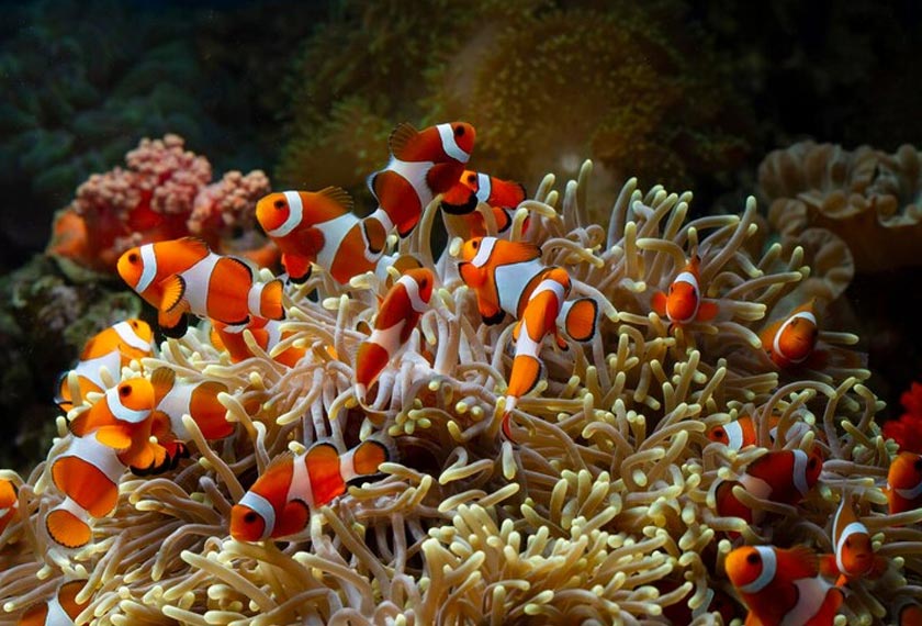 Clownfish are well known for having a mutualistic relationship with sea anemones. - FREEPIK 